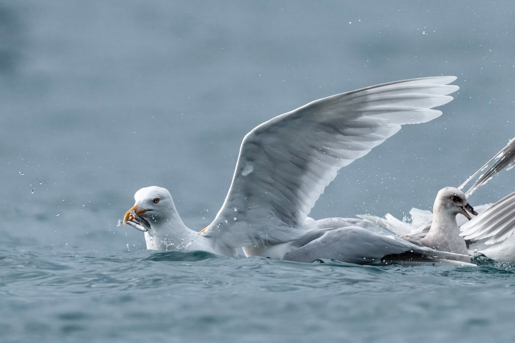 Kittiwake Smeerenburg