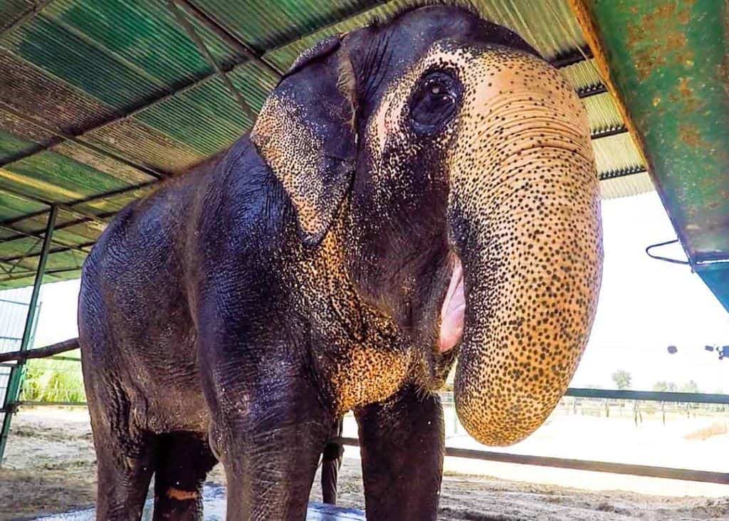 Happy Elephant, Happy Elephant Elephant Experience At Wildlife Sos.