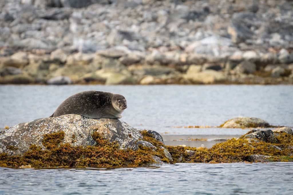 Harbour Seal Smeerenburg