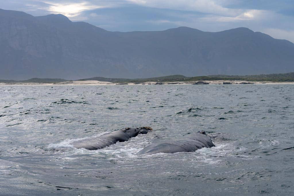 Whale Watching Hermanus