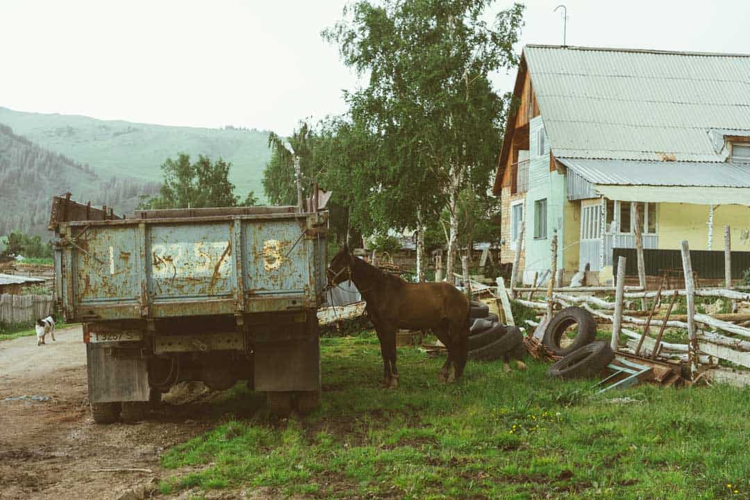 Horse Jyrgalan Village Kyrgyzstan