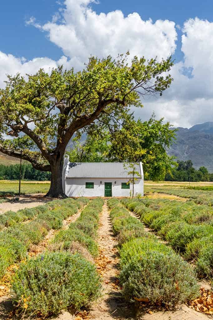 Cottage In Field
