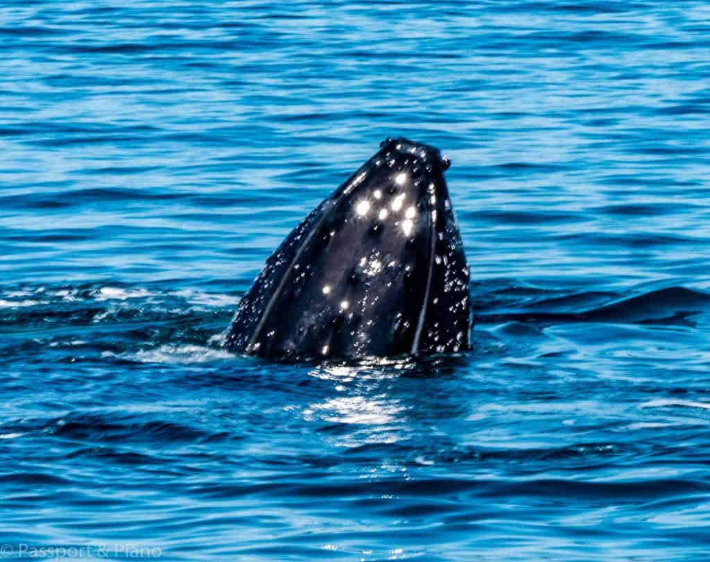 Hervey Bay Whale