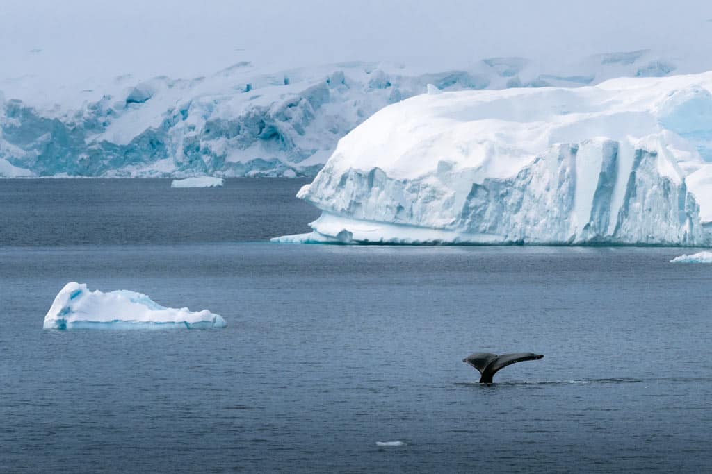 Humpback Whale Antarctica