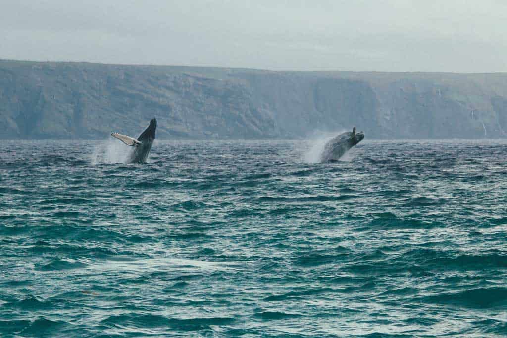 Humpback Whales Newfoundland