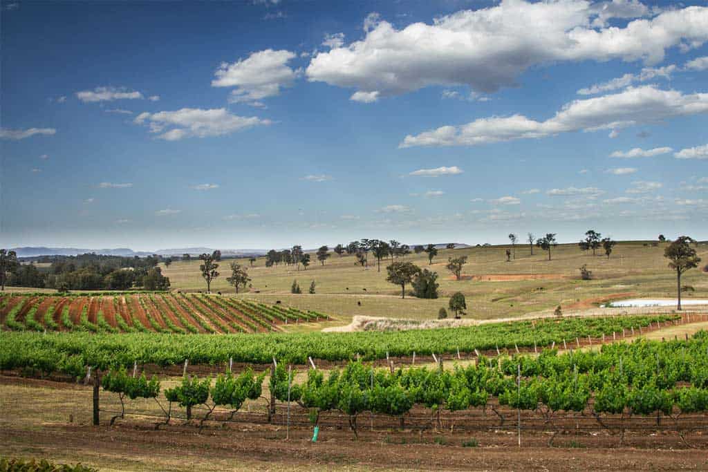 Hunter Valley Landscape
