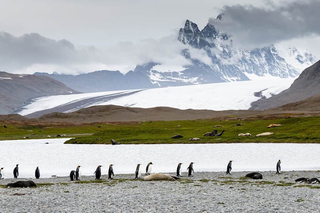 Incredible Wildlife Sightings South Georgia Island