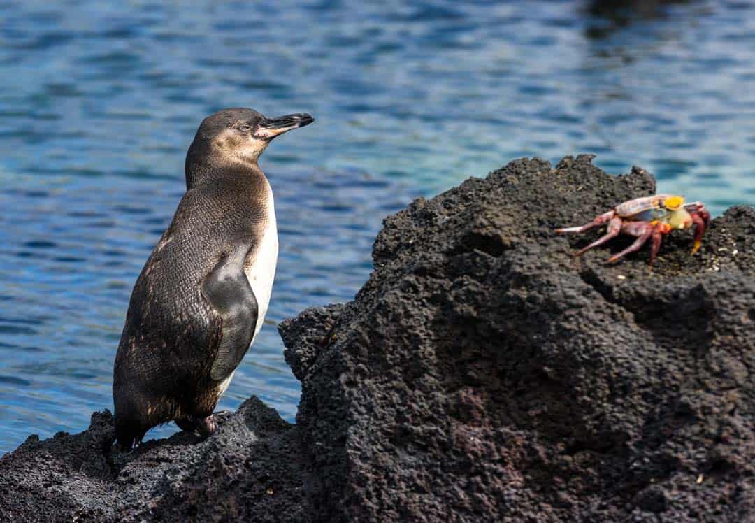 Penguin Galapagos Islands Pictures