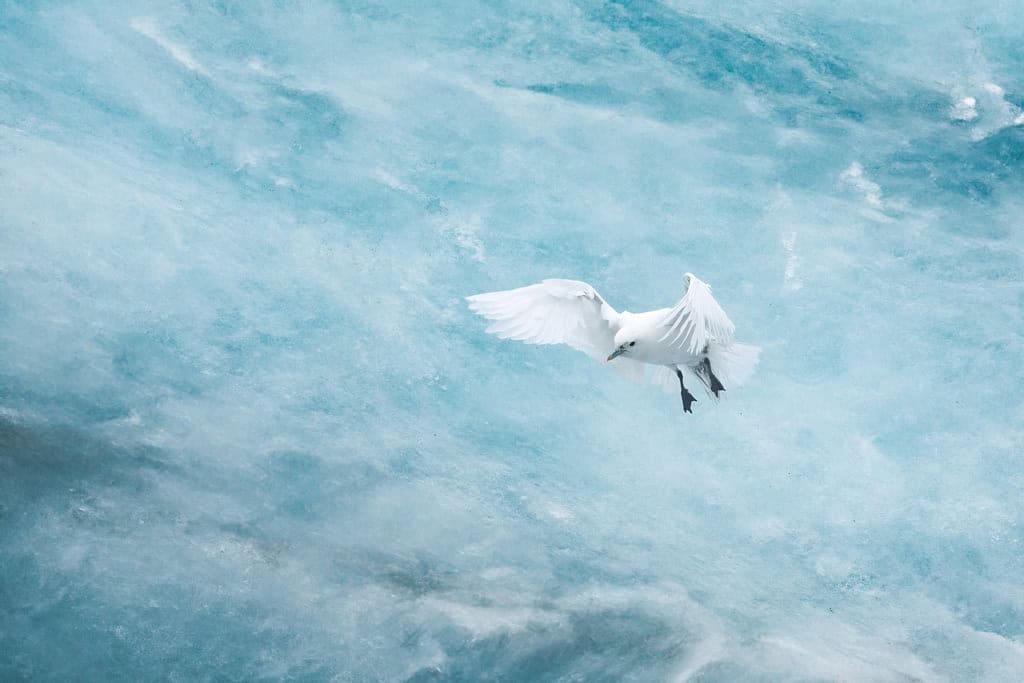 Ivory Gull Negribreen Svalbard