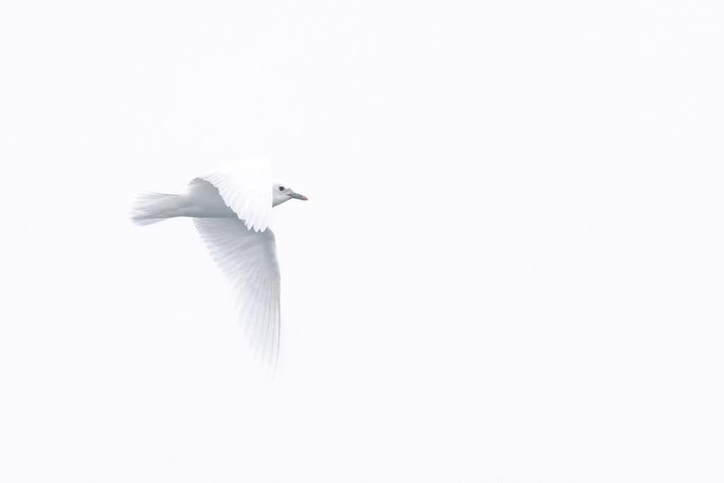 Ivory Gull Svalbard Arctic