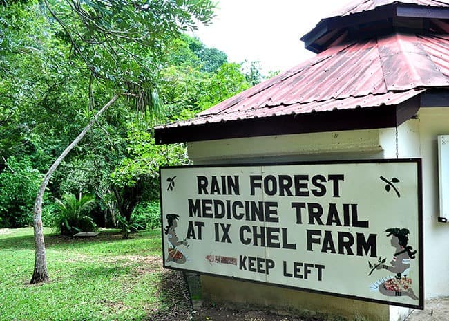 Rainforest Medicine Trail Things To Do In Belize