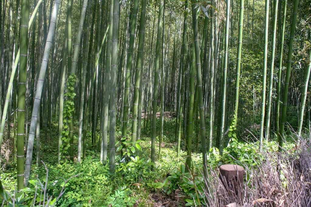 Arashiyama Kyoto Japan