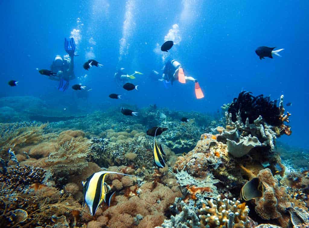 Coral And Scuba Divers.