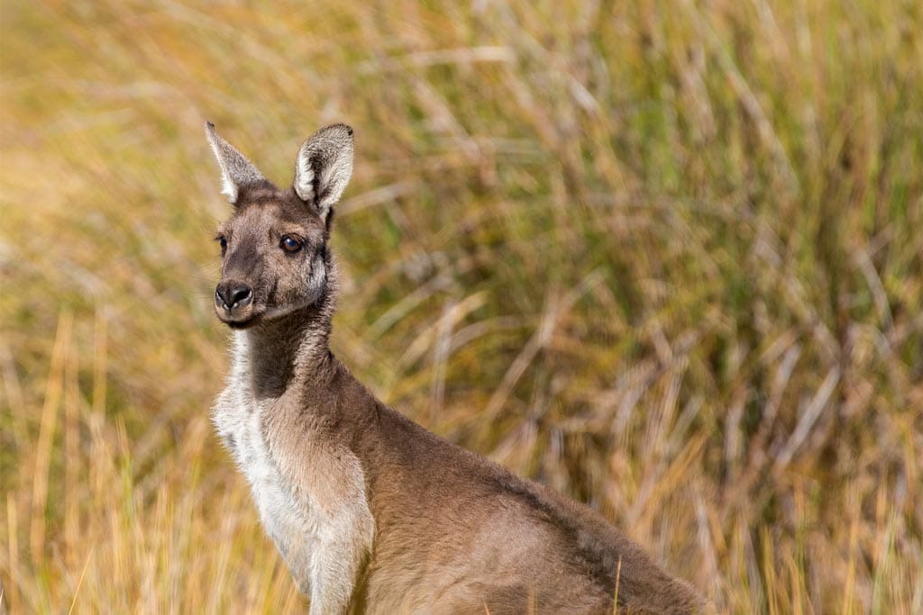 Kangaroo Australia