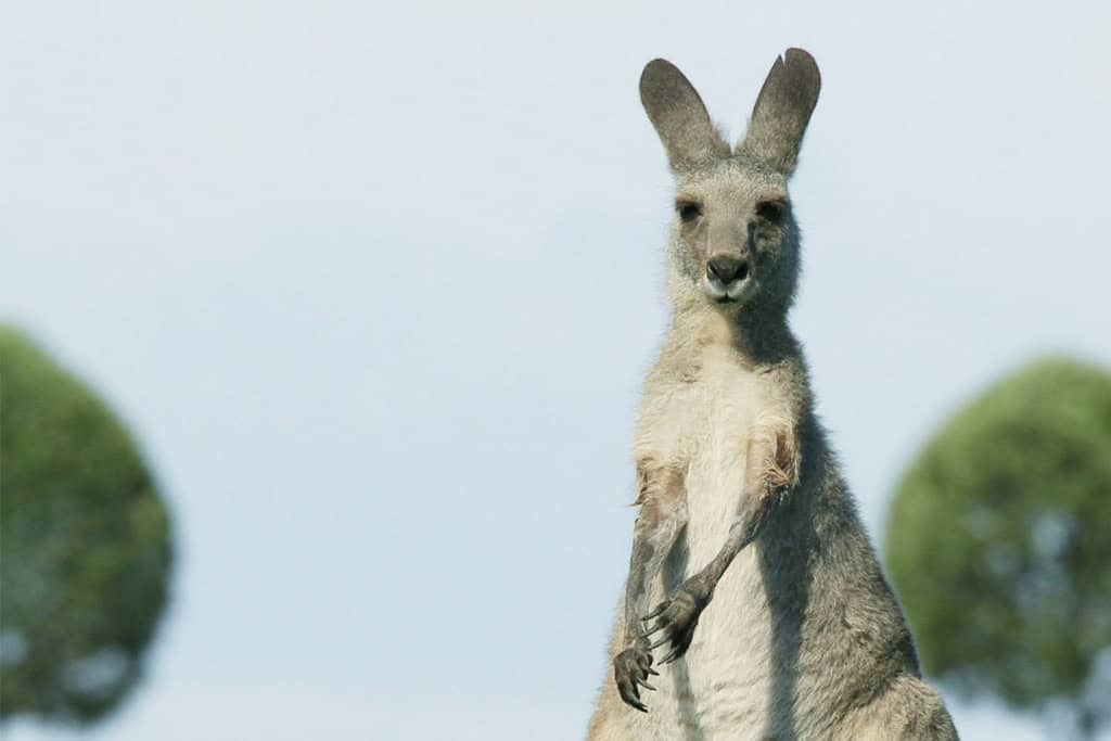Kangaroo In The Hunter Valley Nsw