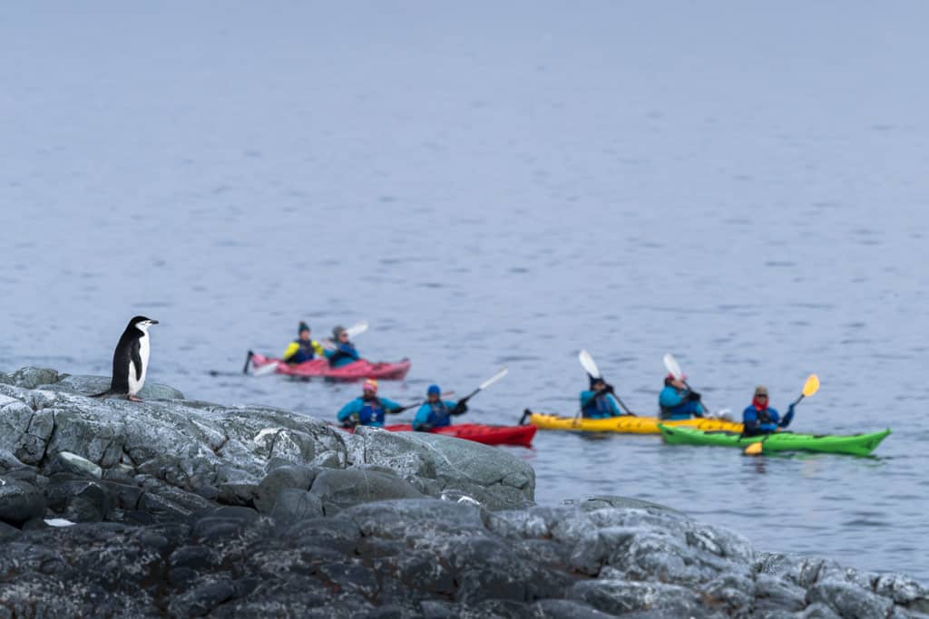 People Kayaking In Antarctica