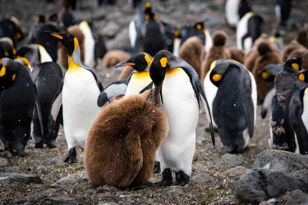 King Penguin Chick Time To Visit South Georgia