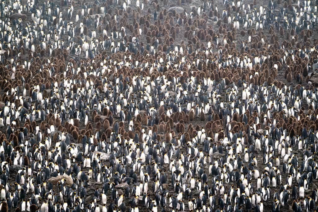 King Penguins South Georgia