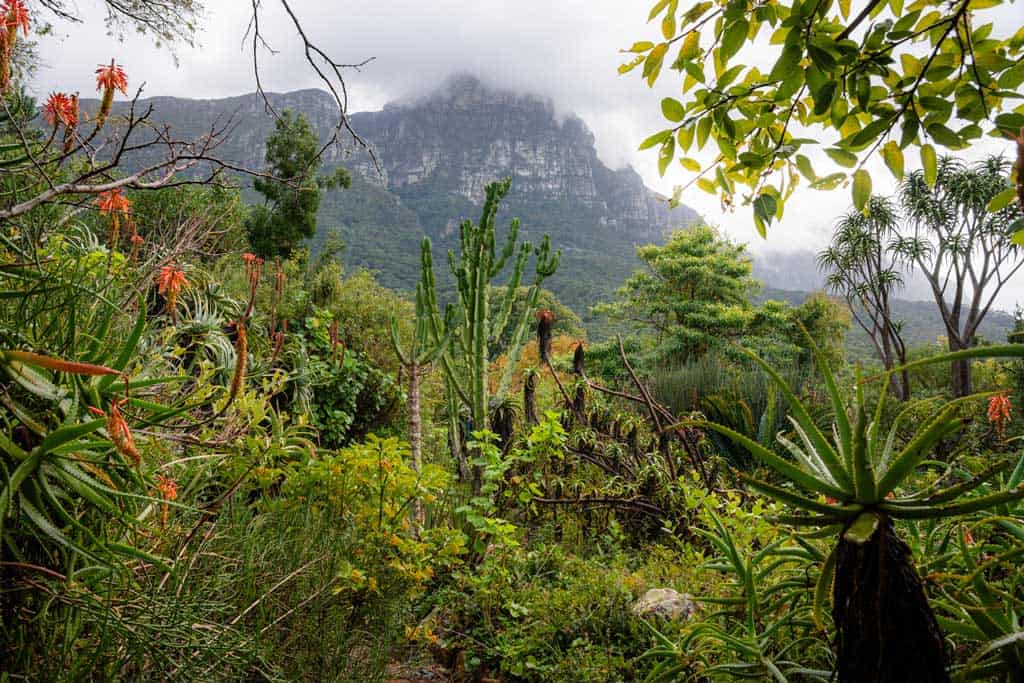Kirstenbosch National Botanical Gardens Cape Town