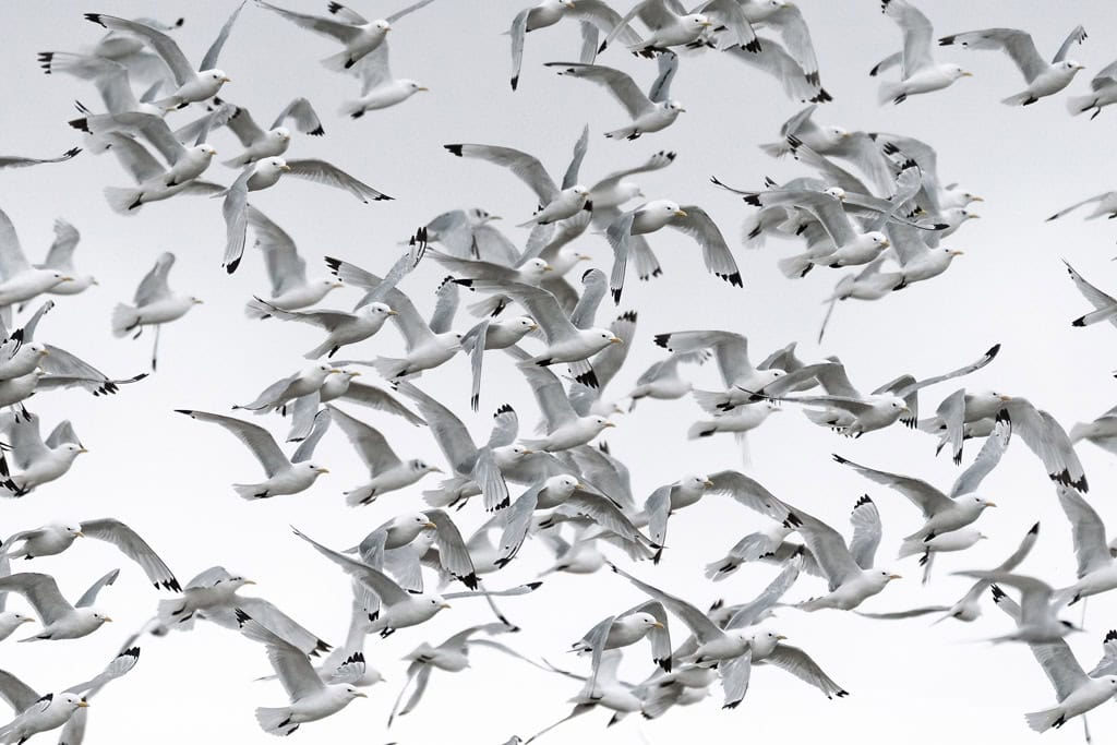 Kittiwakes In The Air Poolepynten Svalbard Aurora