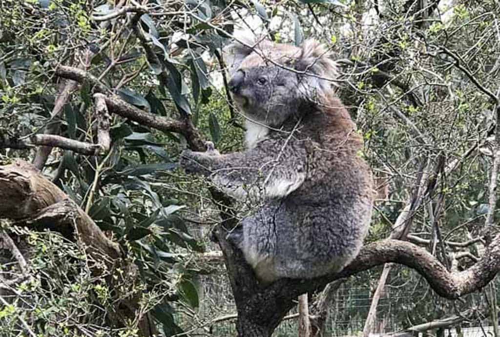 Koala