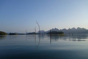 Lake Trees Khao Sok