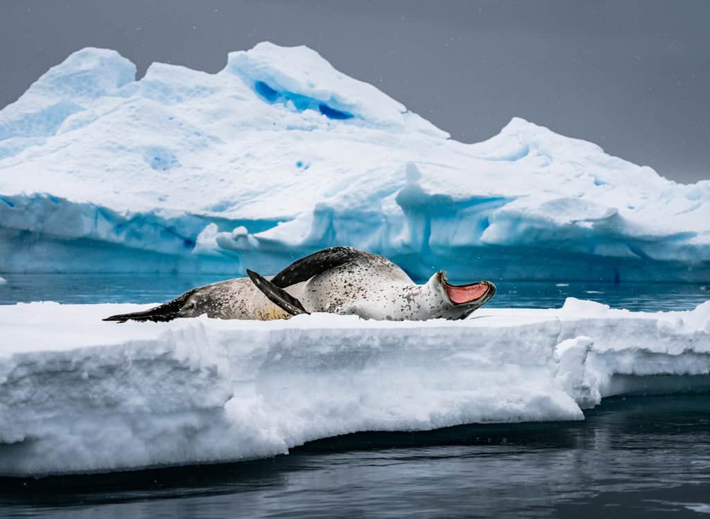 Leopard Seal On Ice Antarctica