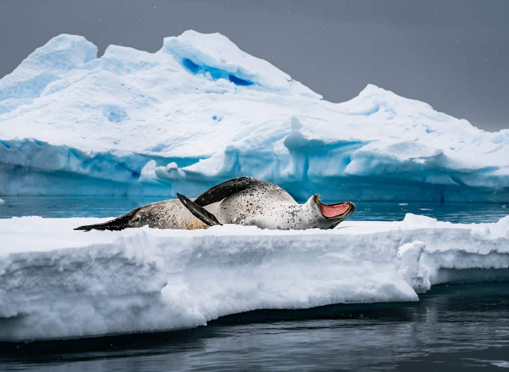 Leopard Seal Chilling On An Iceberg
