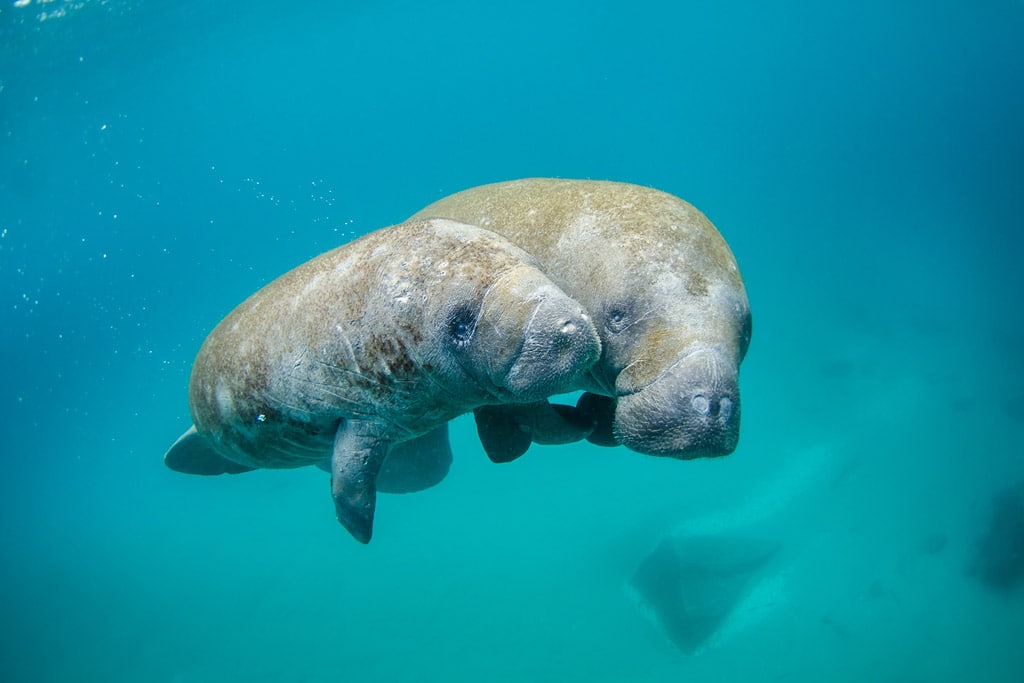 Manatees