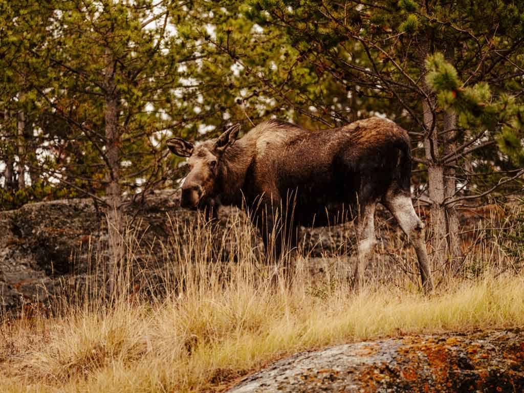 Moose Safari Ontario