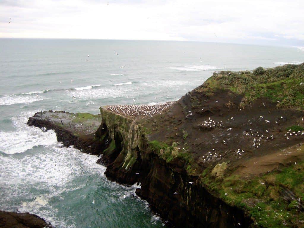 Muriwai Beach