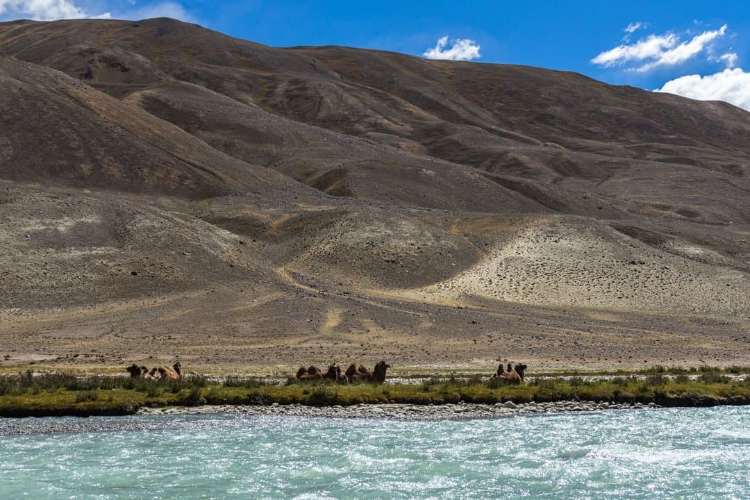 Camels Afghanistan Pamir River Pamir Highway Adventure