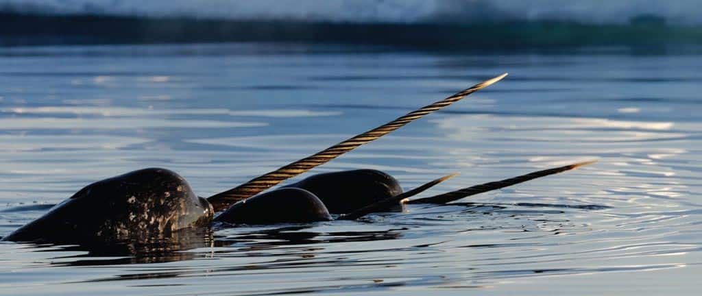 Narwhals Floe Edge Arctic Kingdom