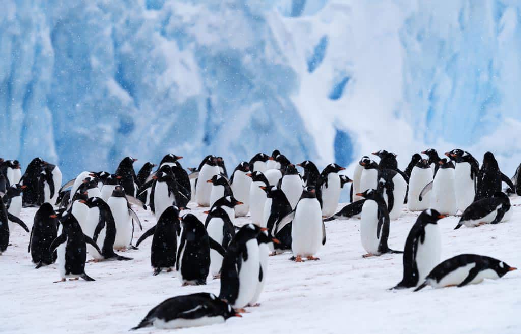 Antarctica Penguins