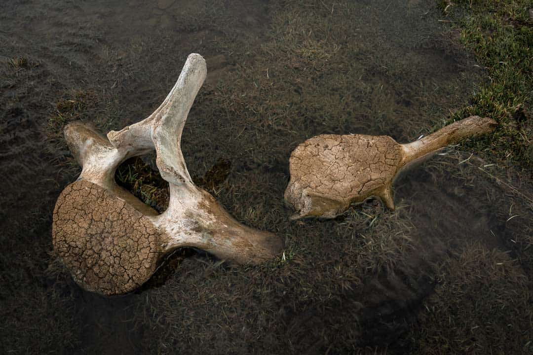 Whale Bones Grytviken