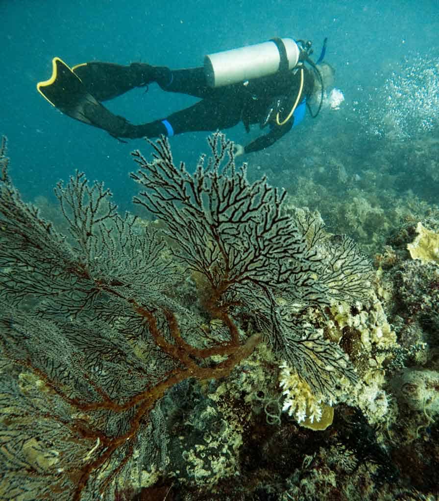 Fan Coral And Diver