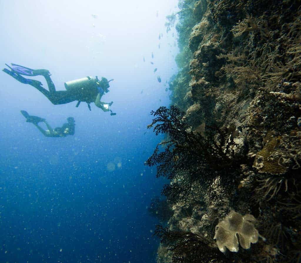 Divers Looking At Coral