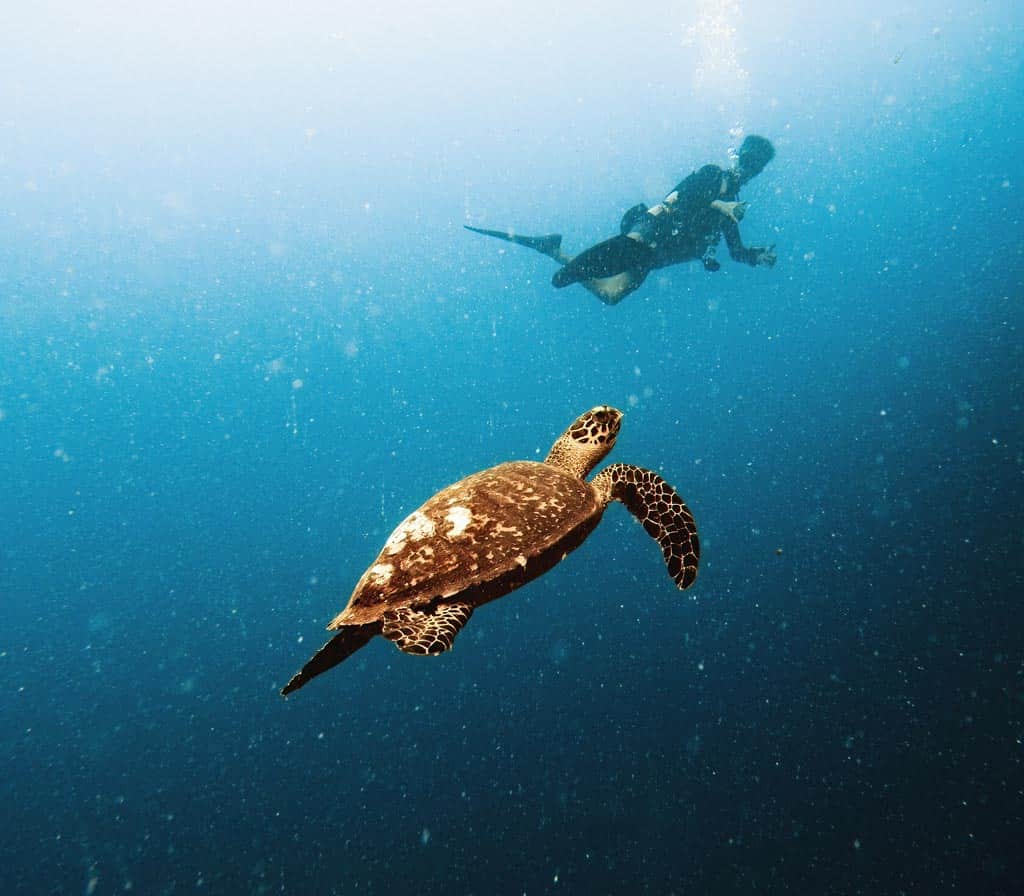 Diver With Turtle