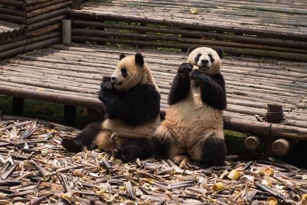 Panda Breeding Research Centre Best Things To Do With Three Days In Chengdu