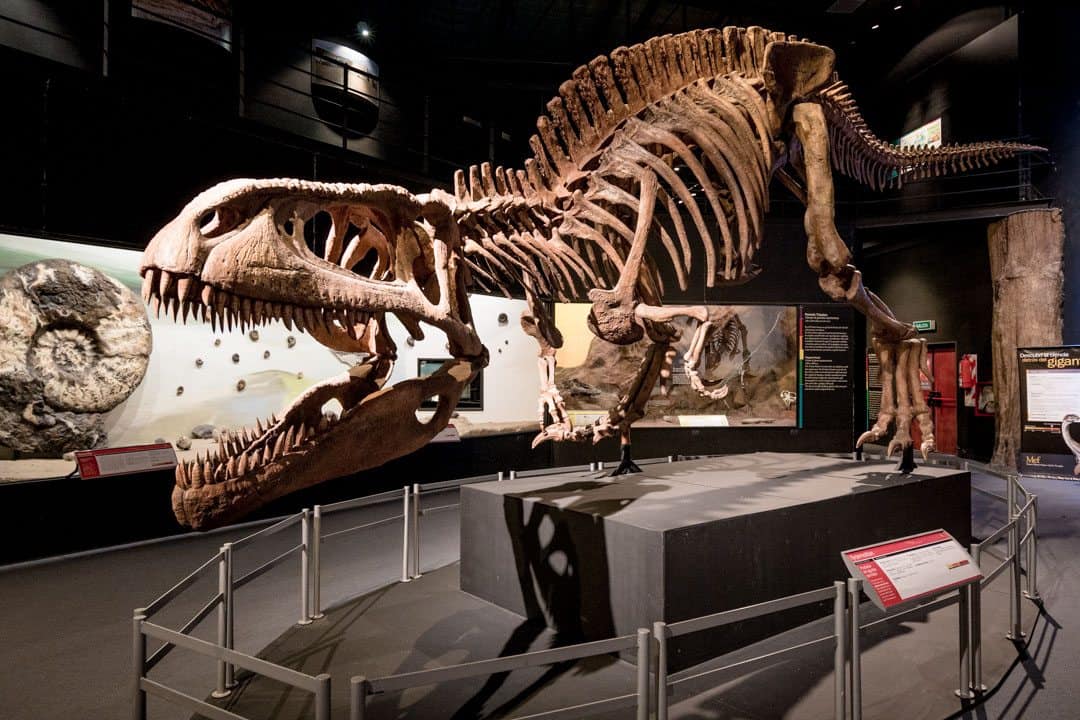 Museum Of Paleontology Egidio Feruglio