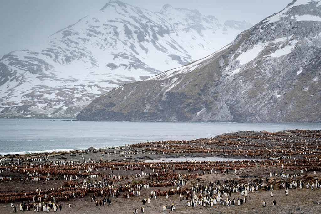 Best Time To Visit South Georgia King Penguins