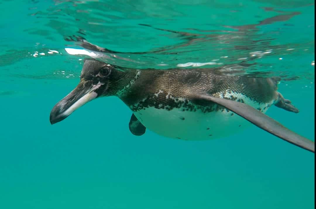 Penguin Up Close Ecoventura Itinerary A Review Origin Galapagos Islands