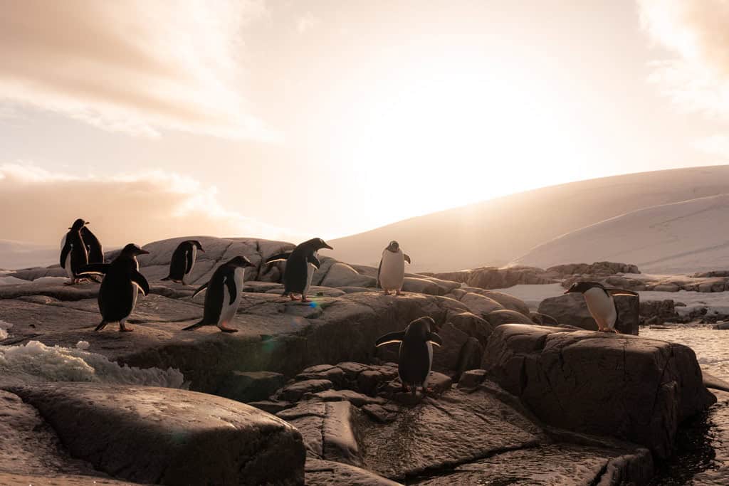 Penguins Golden Hour