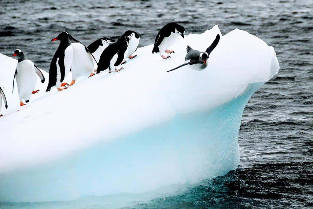 Penguin Colonies Antarctica
