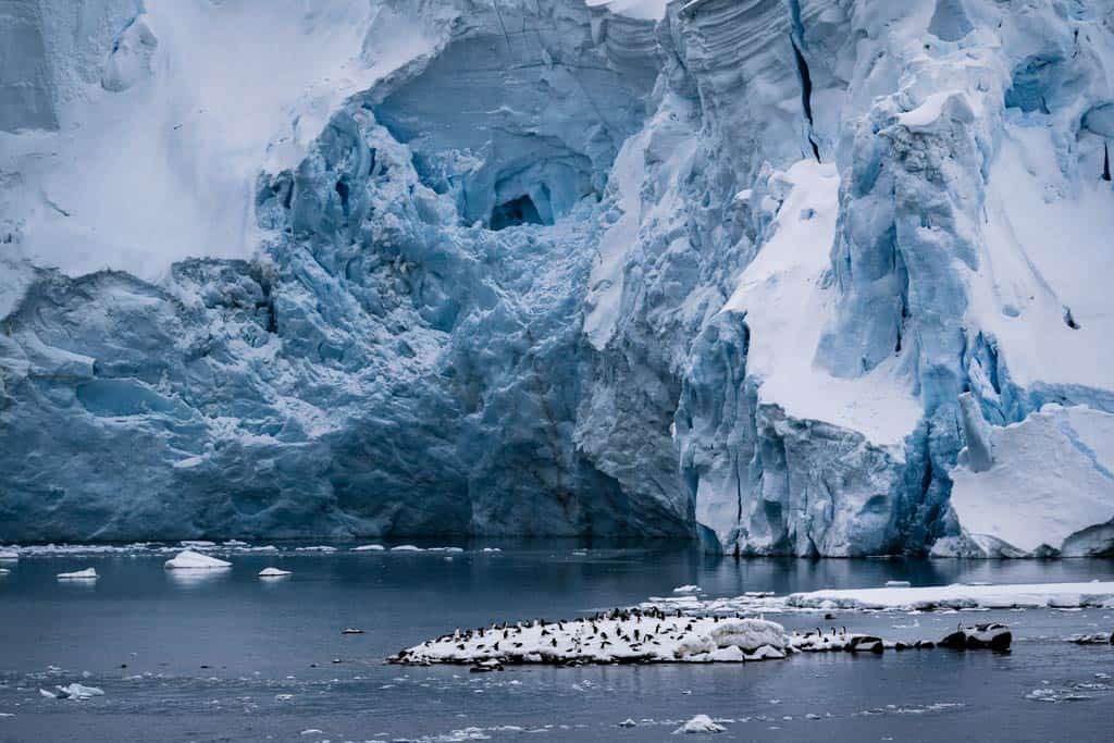 Penguins On Ice Floe
