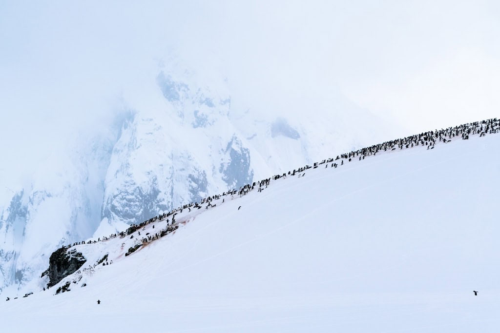 Penguins On Ridge Danco Island