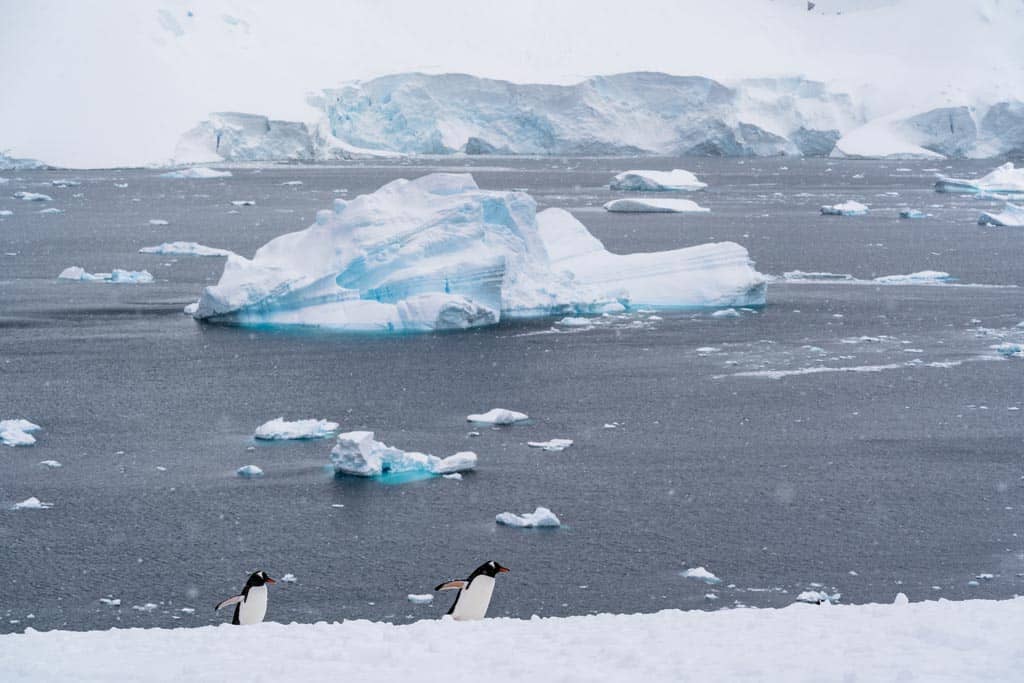 Danco Island Antarctica Penguins