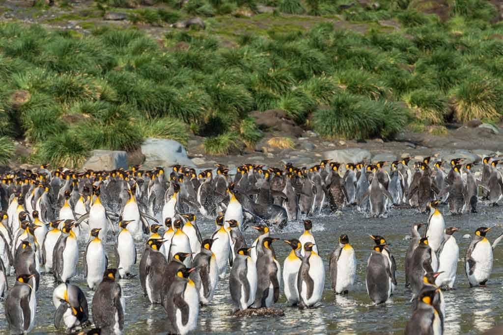 Penguins South Georgia