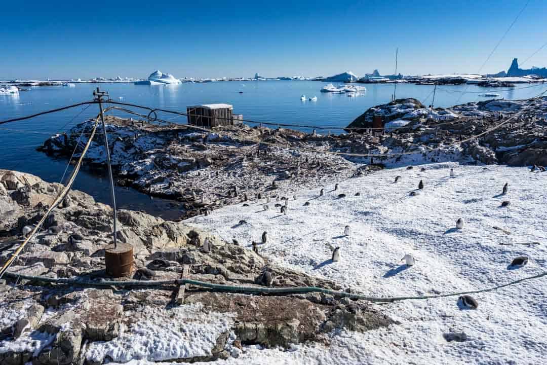 Penguins Vernadsky Station