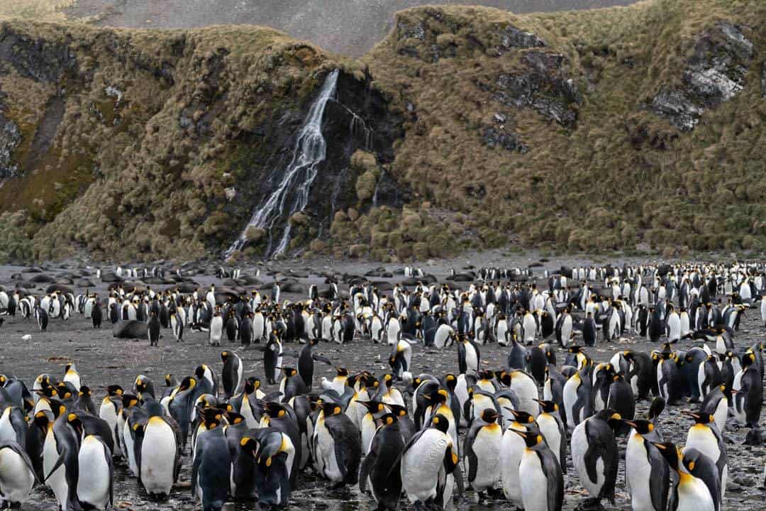 Penguins Waterfall South Georgia